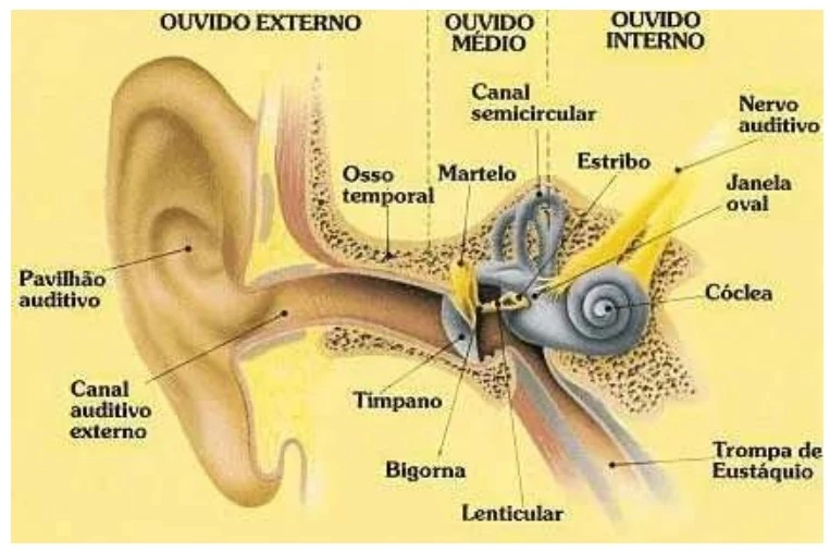 Anatomia do ouvido humano com ouvido externo, médio e interno